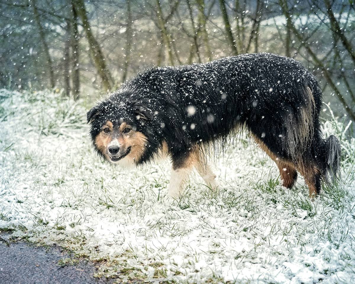 Border Collie playing in the snow