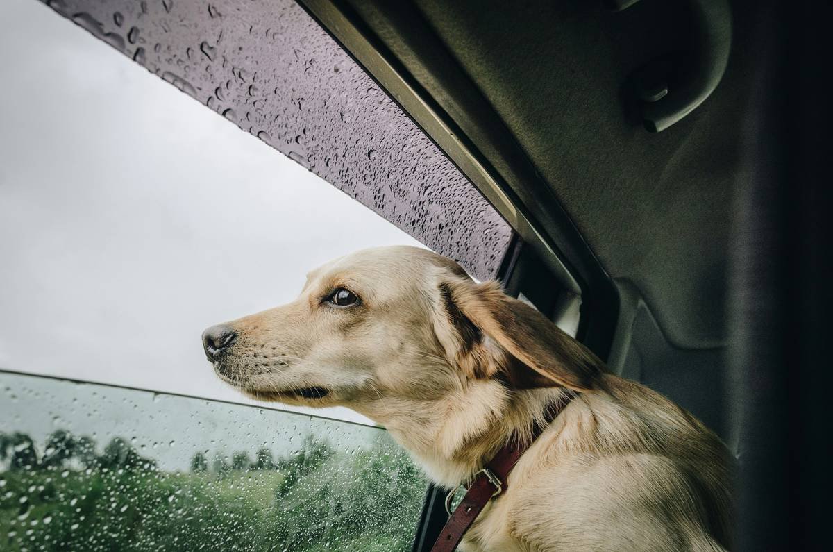 Charlie the Dog