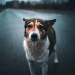 Does Your Pet Insurance Include Flood Coverage? The Truth About Pet Storm Insurance
