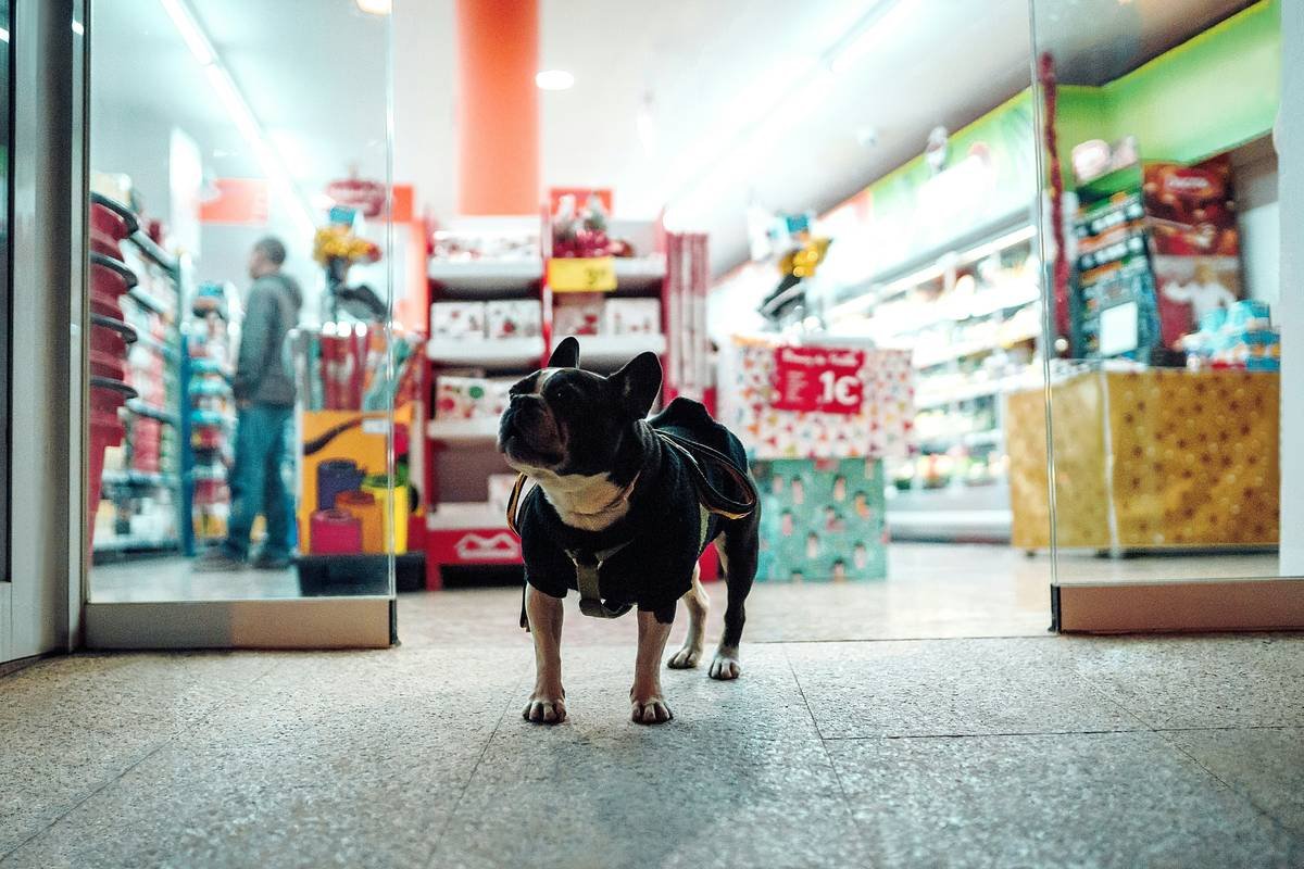 Dog in the shop