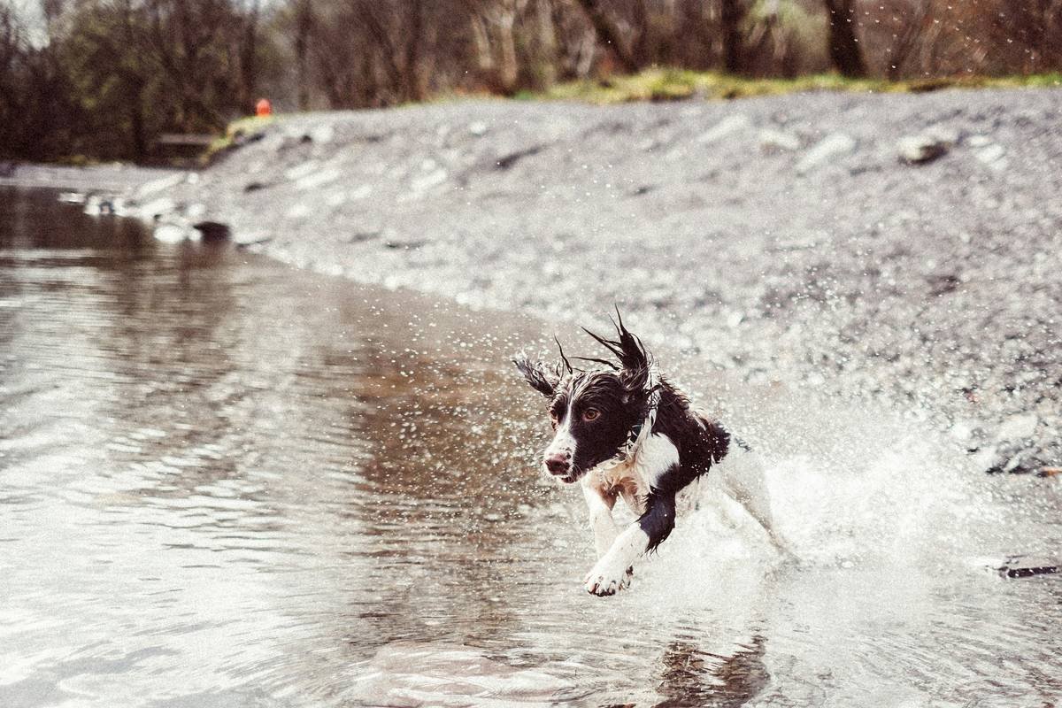 Dog running in water