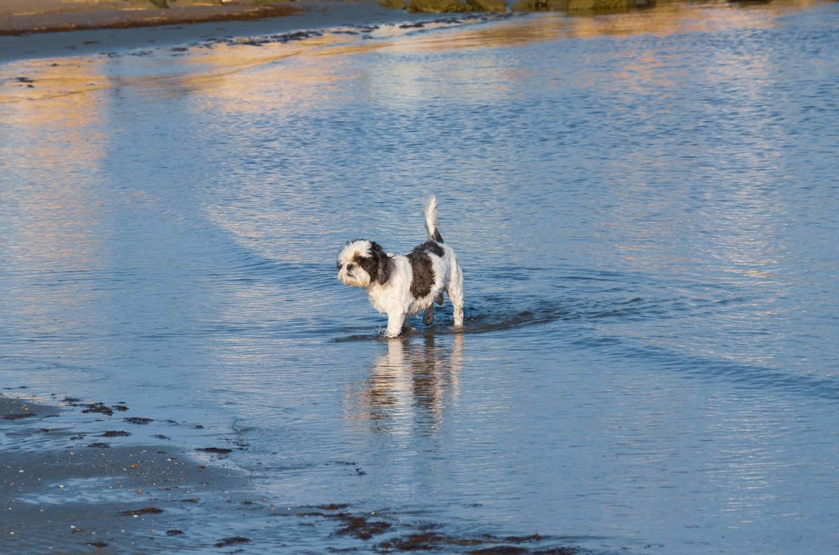 Dog walking on the seashore