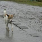 Flood Insurance for Pet Storm: Why Your Furry Family Member Needs Coverage When Disaster Strikes