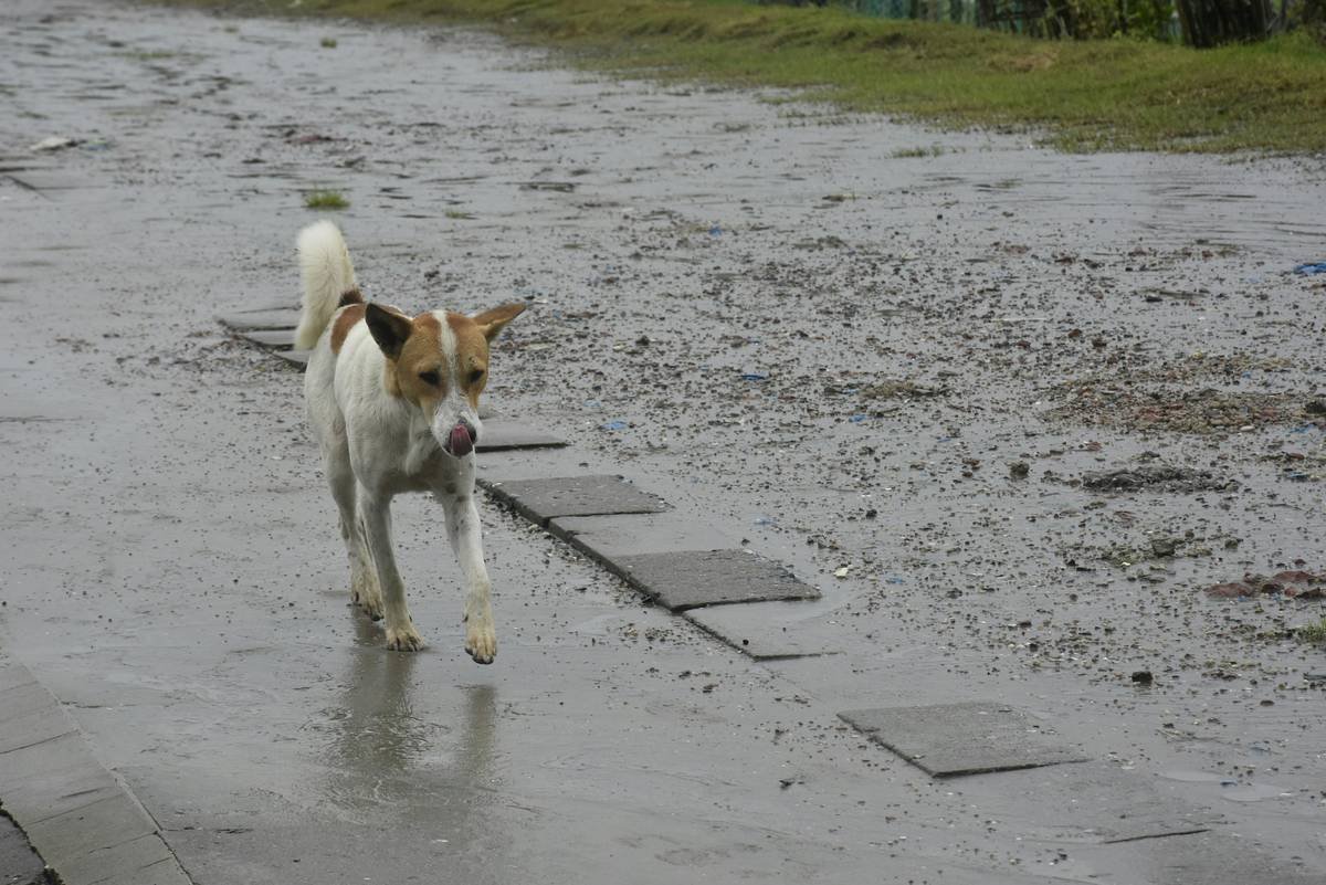 Flood Insurance for Pet Storm: Why Your Furry Family Member Needs Coverage When Disaster Strikes
