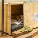 How to Build a Temporary Housing Storm Plan in Case Your Pet Needs Emergency Shelter