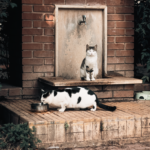 How to Handle Rescue Cost Storm How to Emergency: A Pet Parent’s Lifeline When Disaster Strikes