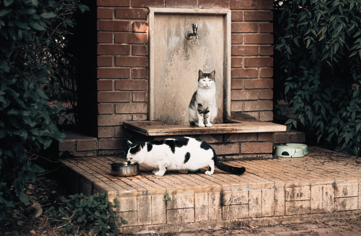 How to Handle Rescue Cost Storm How to Emergency: A Pet Parent’s Lifeline When Disaster Strikes