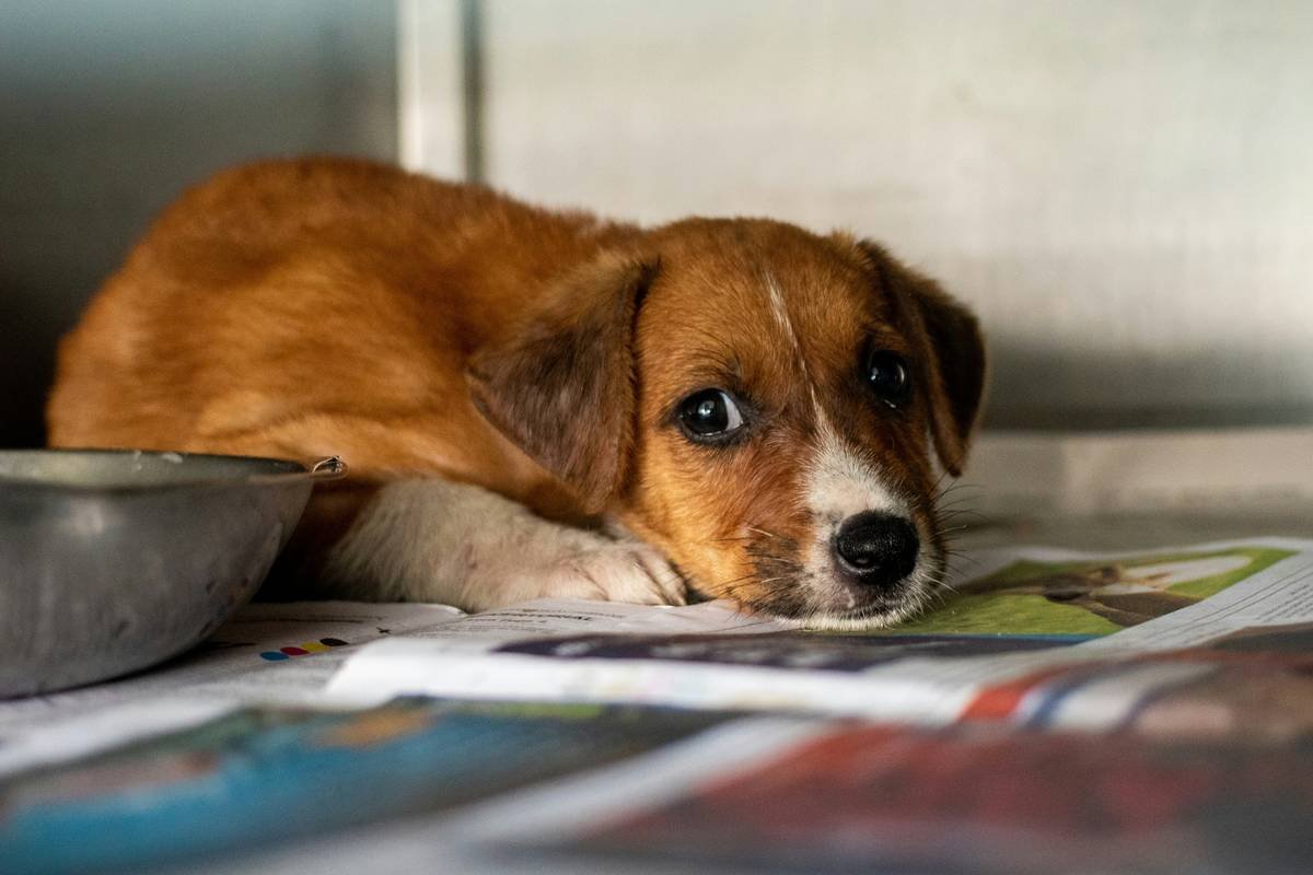 I was asked by the local shelter to take some photos that they could upload to their social media to help the little ones get adopted. While we all have been trying to support them, they are getting more and more little and big doggos every day and it's getting hard to keep up. They asked if i could get some sad looking photos of the little ones to show that they too want a loving home and family. While it breaks my heart to see them as they are, im hoping my photos help them get adopted faster.