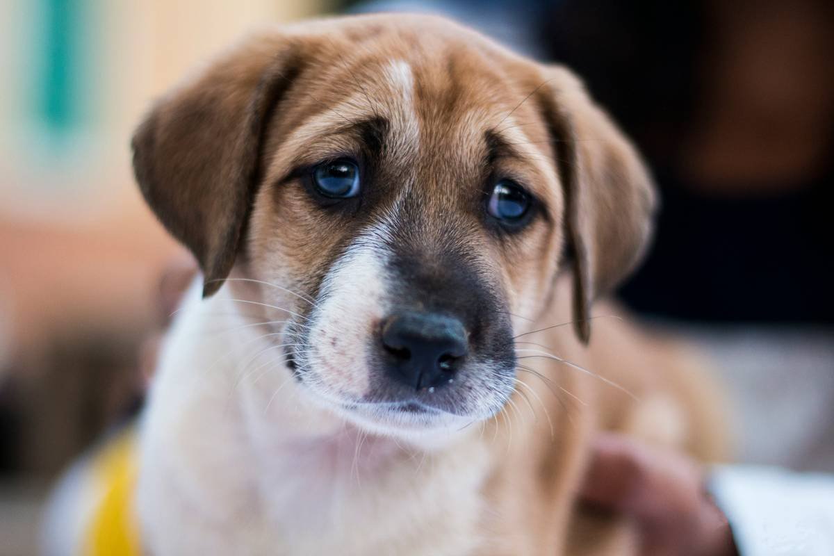 I was in a Dog cafe filled with many dogs and this one particular dog caught my attention. It was a puppy and it looked hungry.
