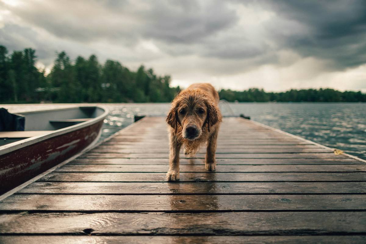 Kaz the golden retriever enjoying an overcast day at Danford Lake, Quebec, Canada.