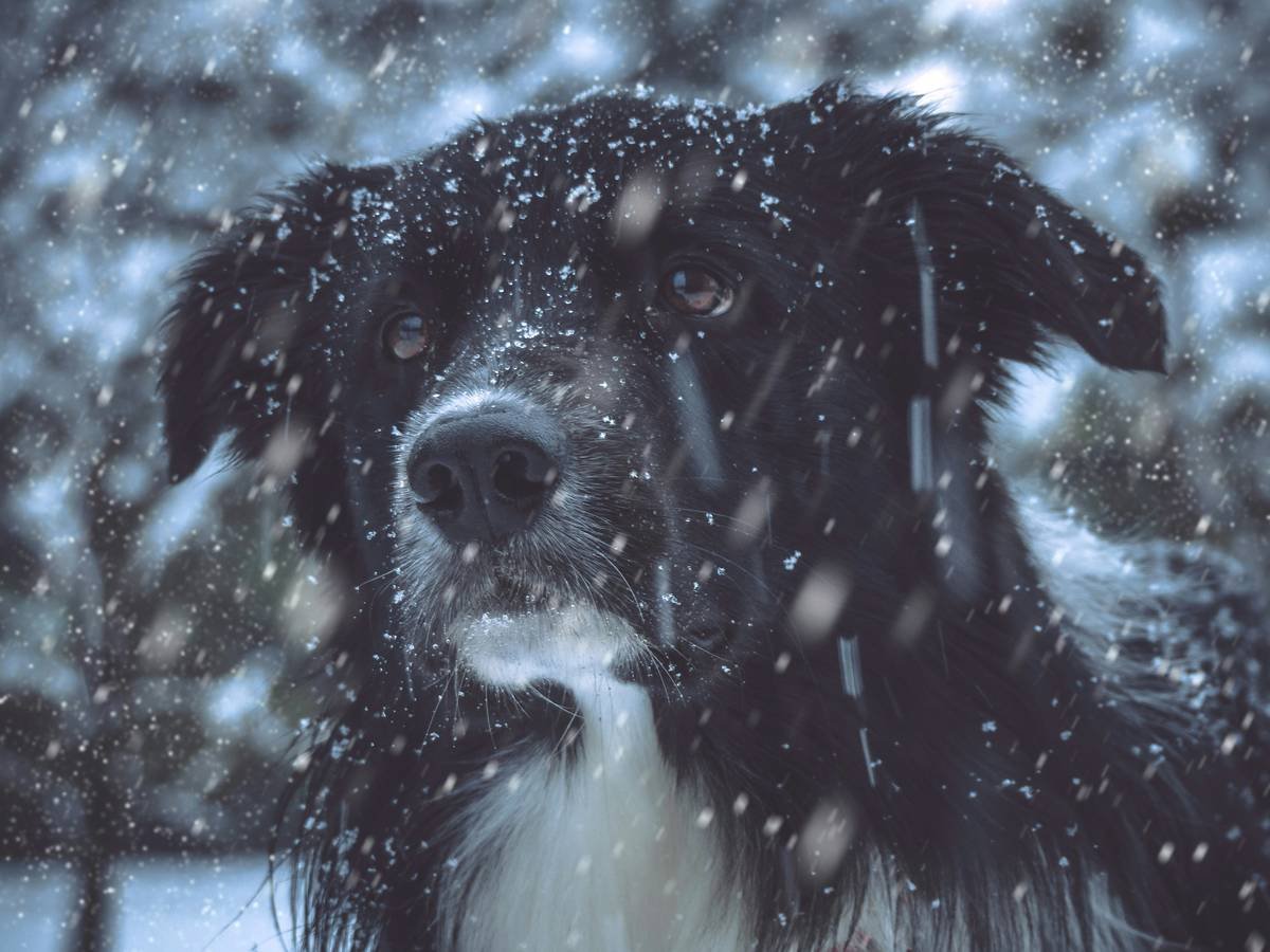 Love snow