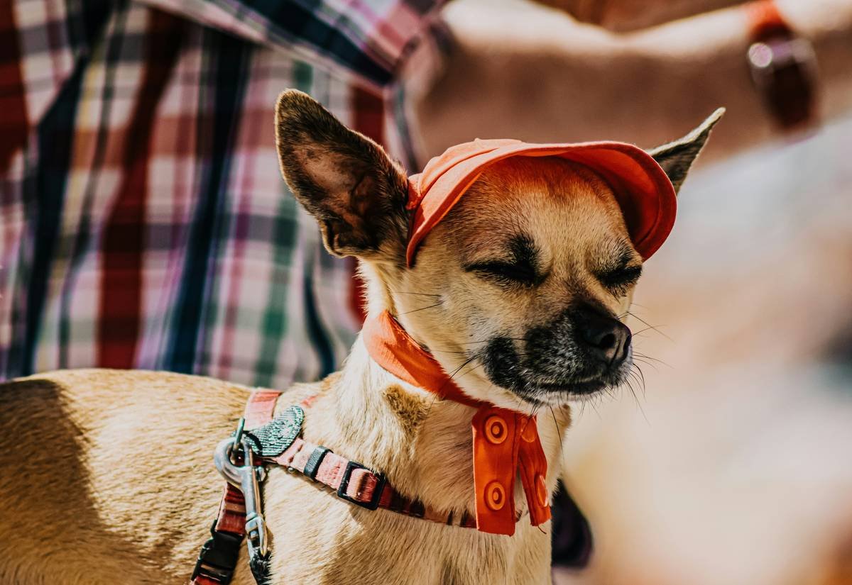 Meditative dog