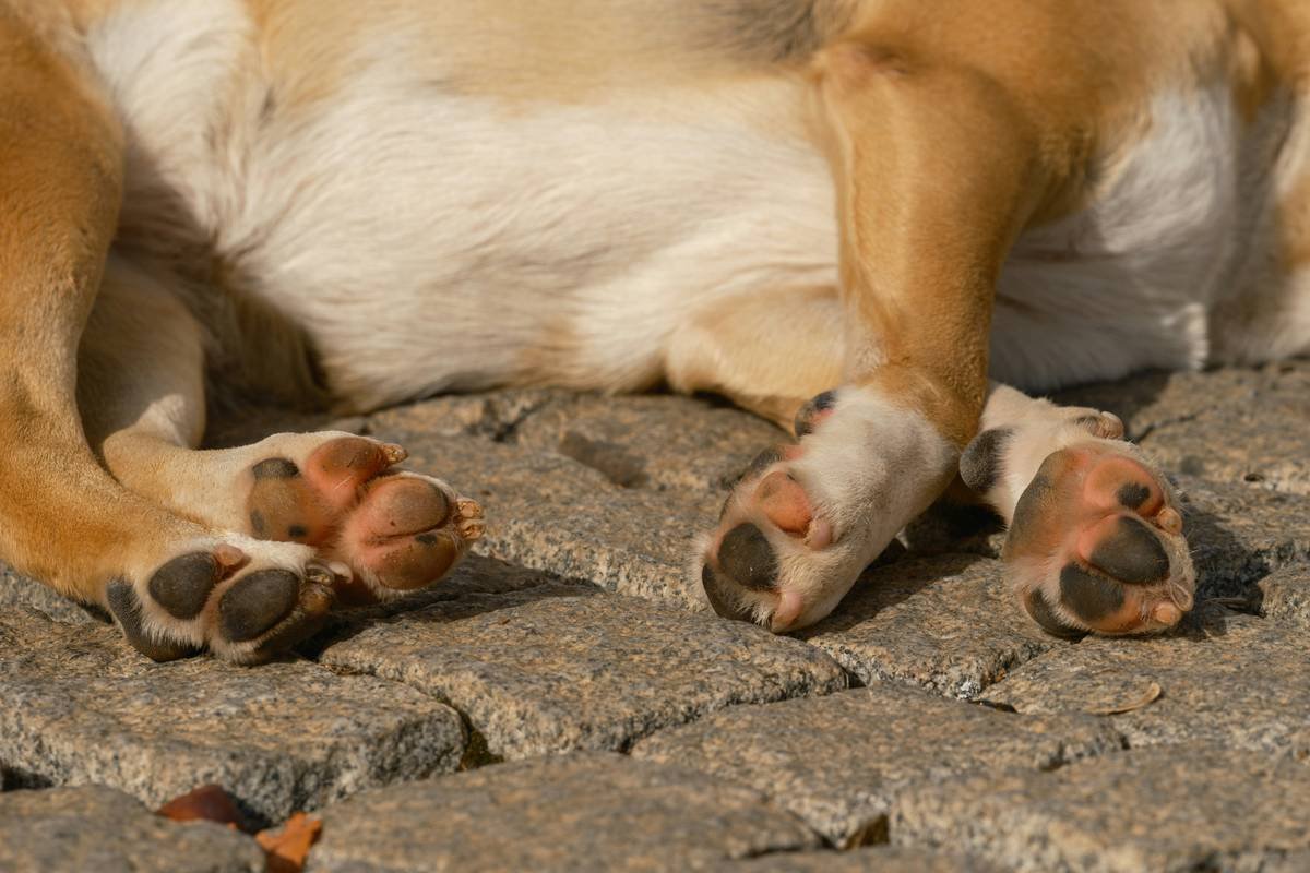 paws of a sleeping dog