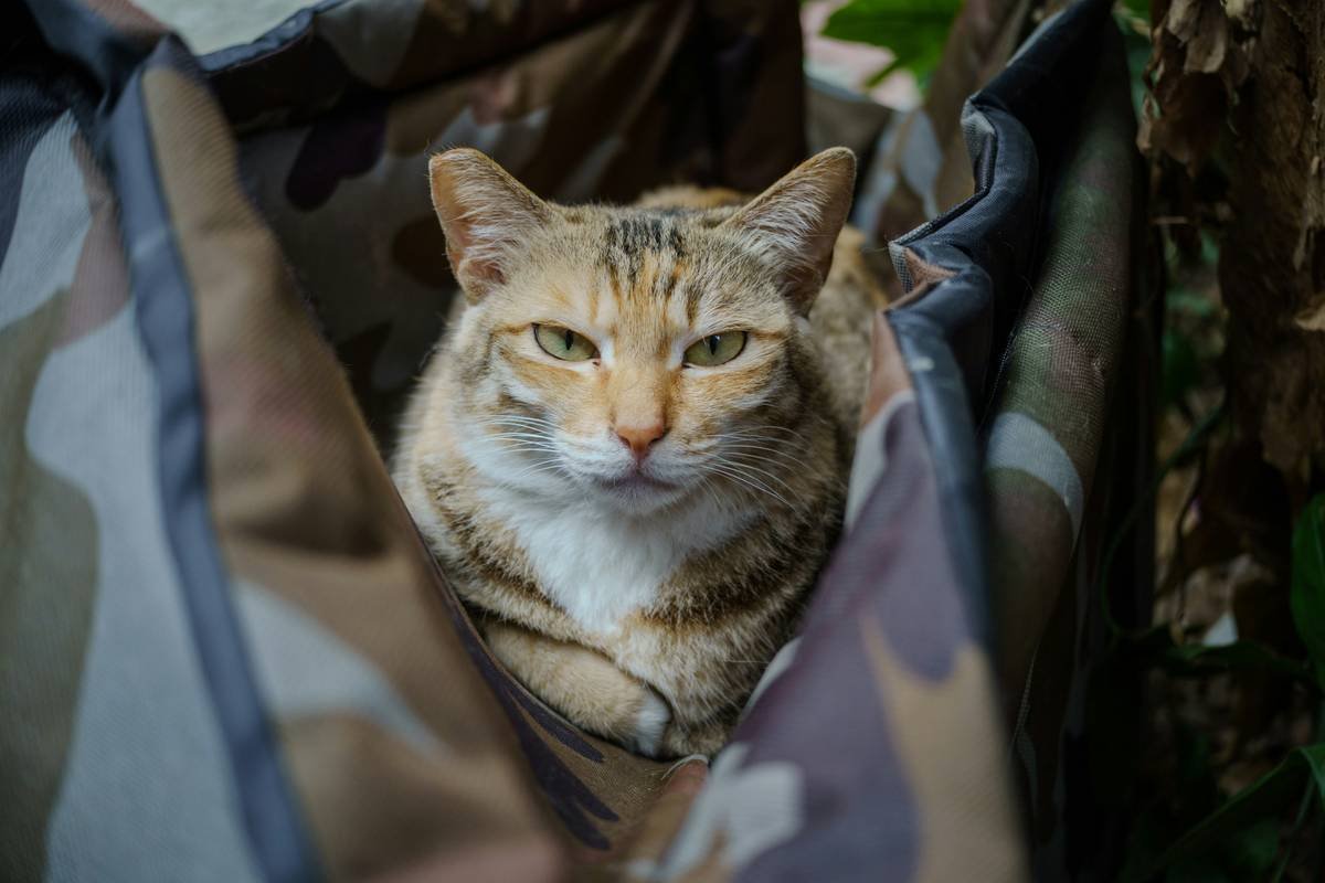 Storm Flood Protection Pet Insurance: Why Your Furry Family Member Needs Coverage Before the Next Downpour