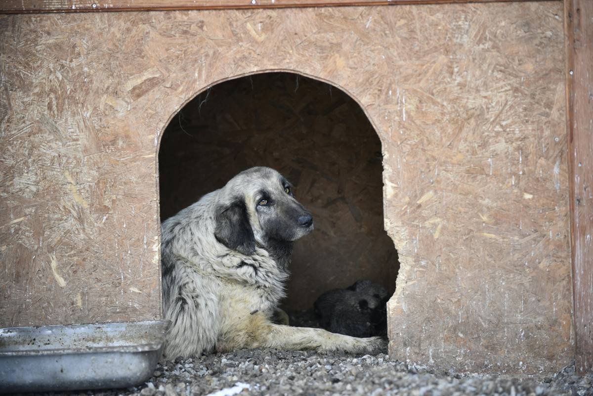 What Are Emergency Rescue Fees Pet Storm Coverage? Why Your Furry Friend Needs It Now