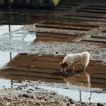What Happens to Your Pet After a Flood? How to Navigate Flood Protection Pet Insurance Claims