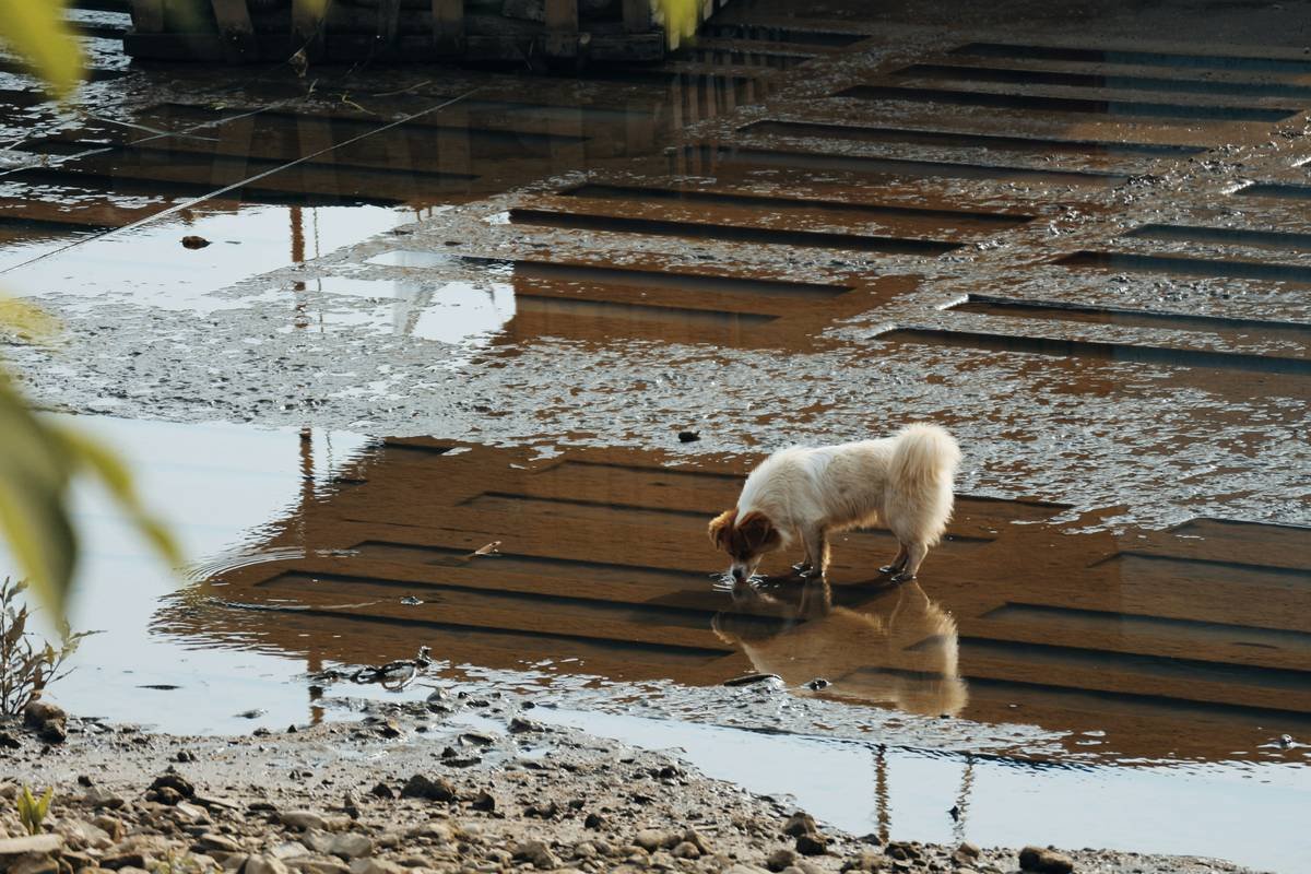 What Happens to Your Pet After a Flood? How to Navigate Flood Protection Pet Insurance Claims