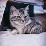 What Happens When Your Home Floods? Navigating Flood Coverage Pet Insurance Claims Like a Pro
