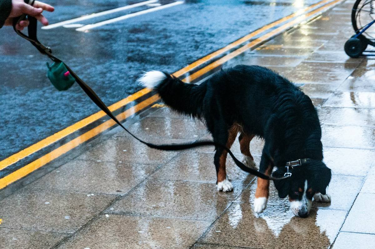 What Is Animal Emergency Rescue Insurance Storm—and Why Your Pet Might Need It Before the Next Hurricane Hits