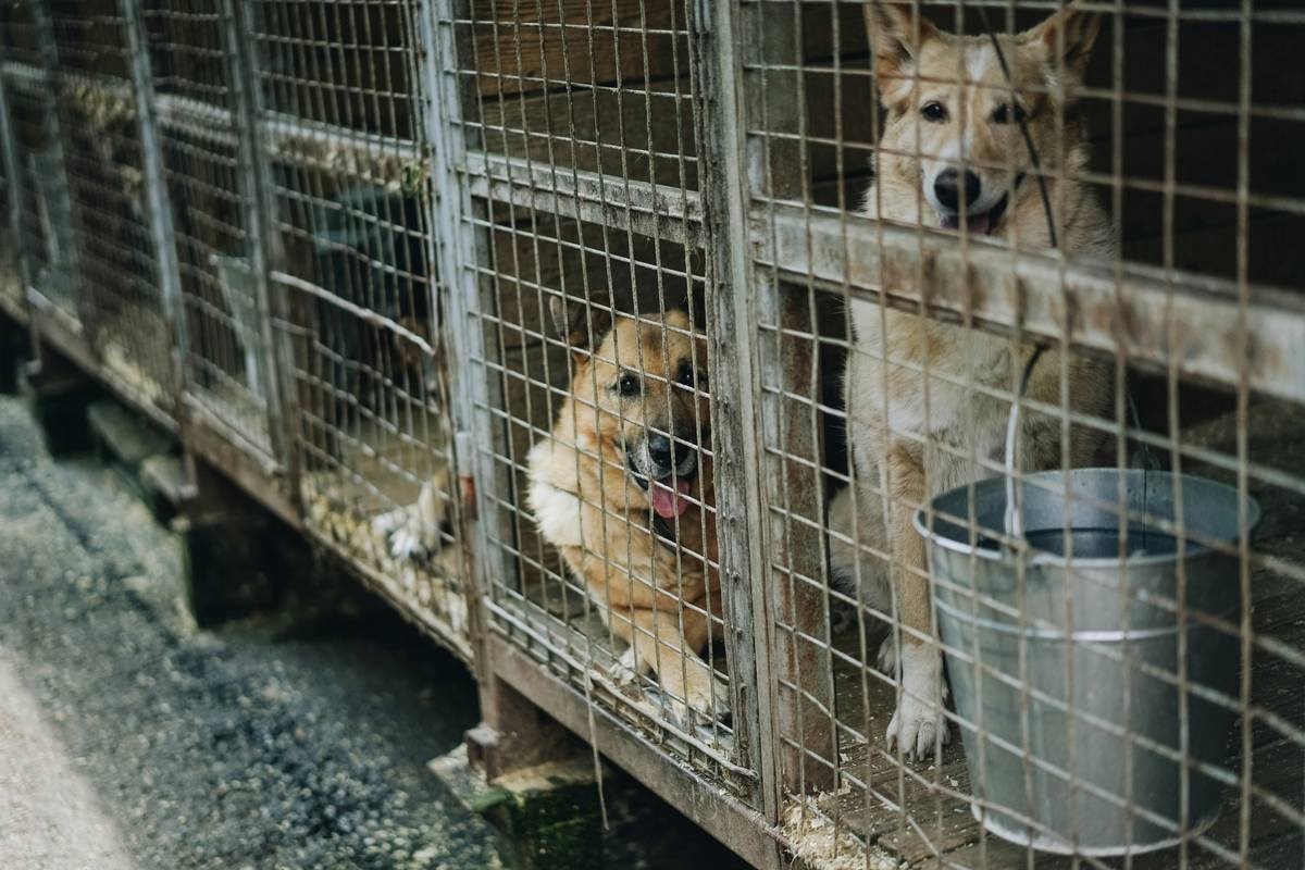 What Is Rescue Cost Insurance Storm Pet—and Why Your Furry Friend Needs It Yesterday