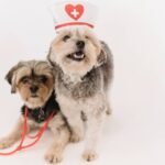 What’s Your Rescue Cost Storm Plan in Case Disaster Strikes? Here’s How Pet Insurance Saves Lives (and Wallets)