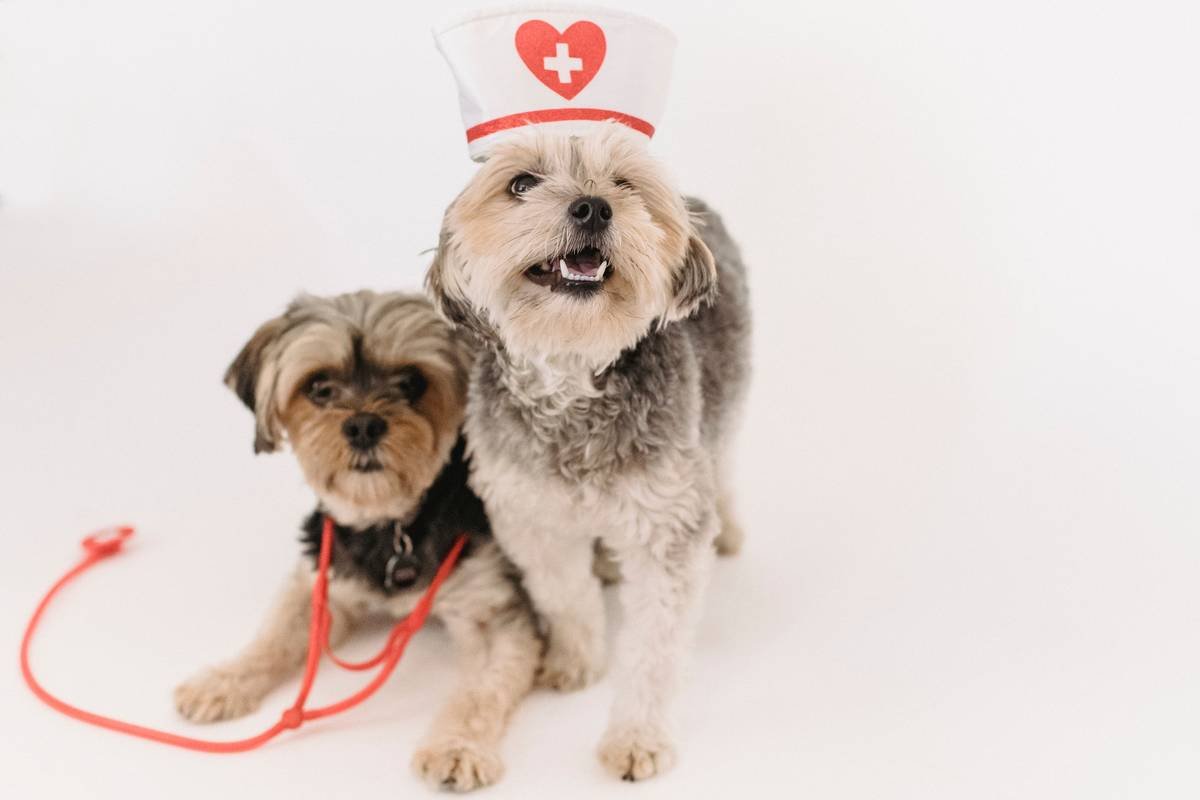 What’s Your Rescue Cost Storm Plan in Case Disaster Strikes? Here’s How Pet Insurance Saves Lives (and Wallets)