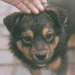 What to Do When Disaster Strikes: Your Guide to Temporary Housing Storm Use in Case You Need It for Your Pet