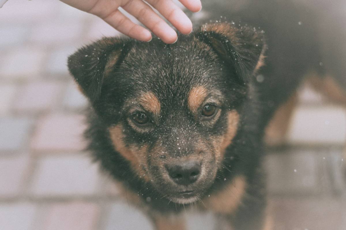What to Do When Disaster Strikes: Your Guide to Temporary Housing Storm Use in Case You Need It for Your Pet