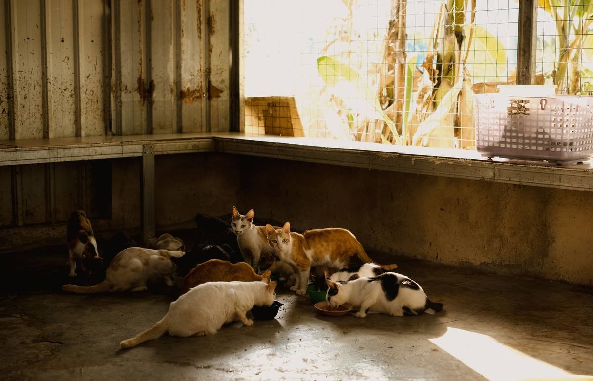 Why Your Pet Needs Flood Insurance for Storm Season—And How to Get It Right