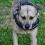 Can Pet Insurance Cover Rescue Cost Storm Dog Pre Existing Conditions? Here’s the Truth