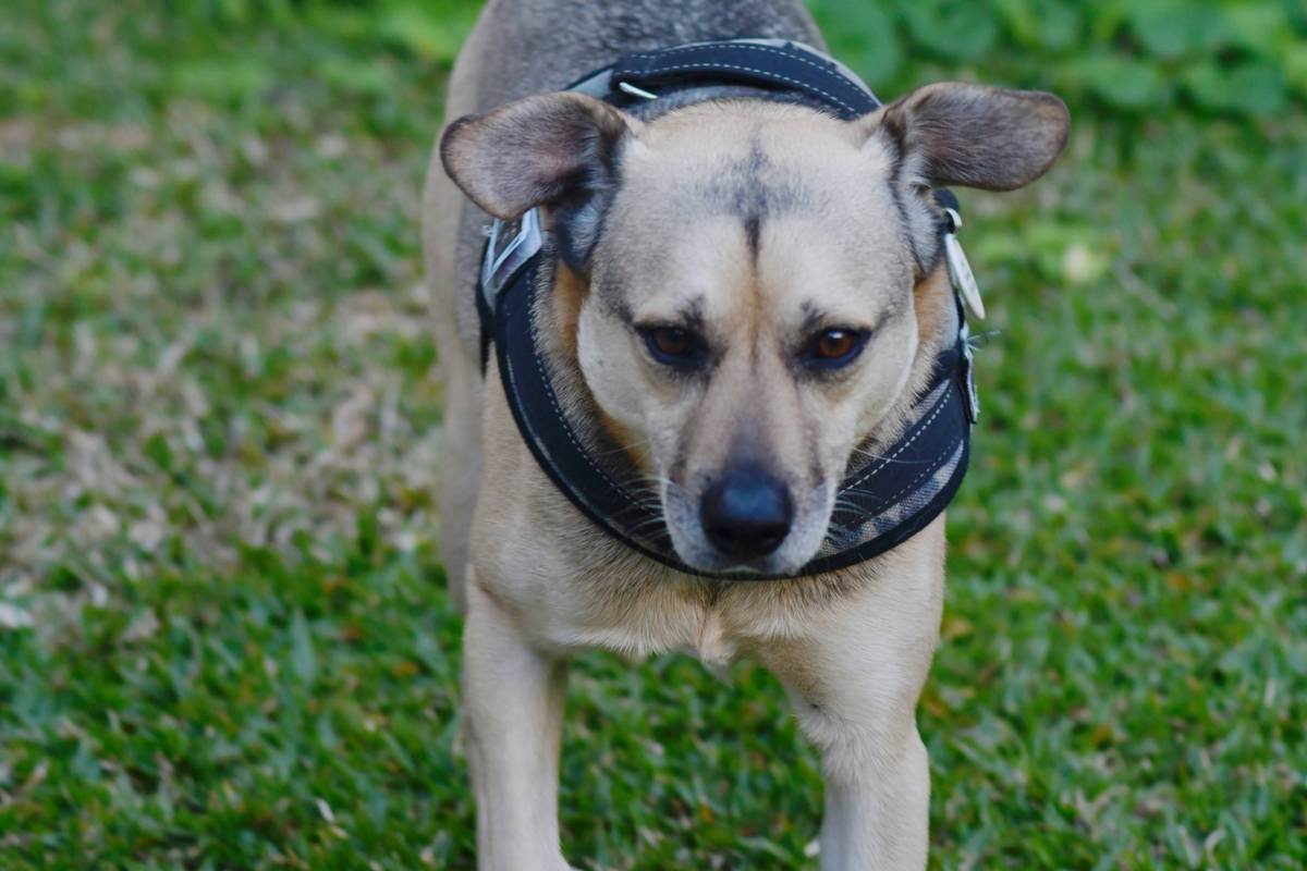 Can Pet Insurance Cover Rescue Cost Storm Dog Pre Existing Conditions? Here’s the Truth