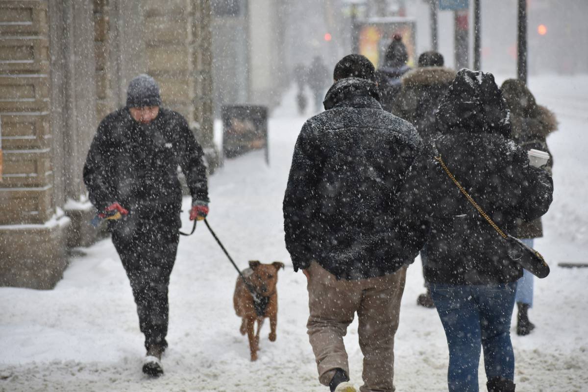 Infographic showing that 68% of pet owners delay evacuating due to lack of pet-friendly temporary housing options during storms