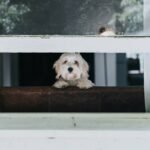Storm Door with Pet Entry: Your Pet’s Lifeline During Evacuations