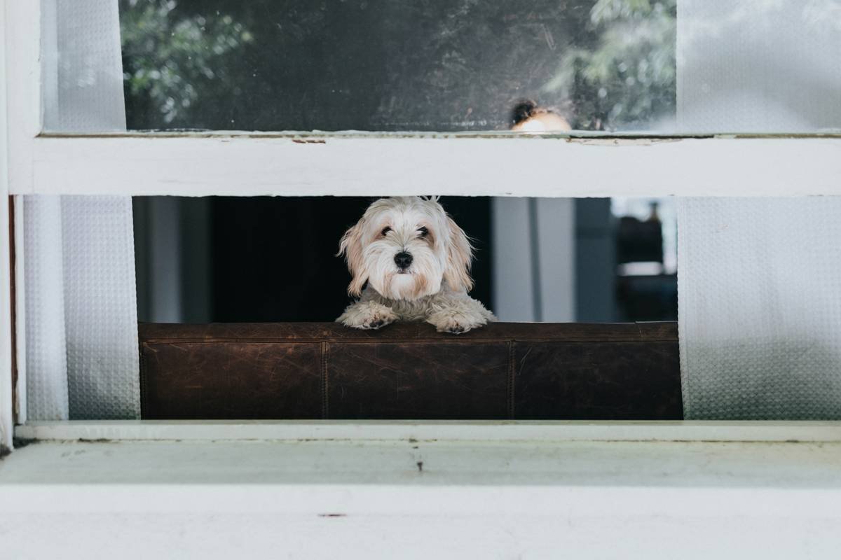 Storm Door with Pet Entry: Your Pet’s Lifeline During Evacuations