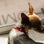 Storm Doors with Pet Access: Your Pet’s Lifeline During Evacuations
