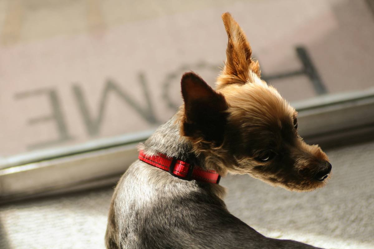 Storm Doors with Pet Access: Your Pet’s Lifeline During Evacuations