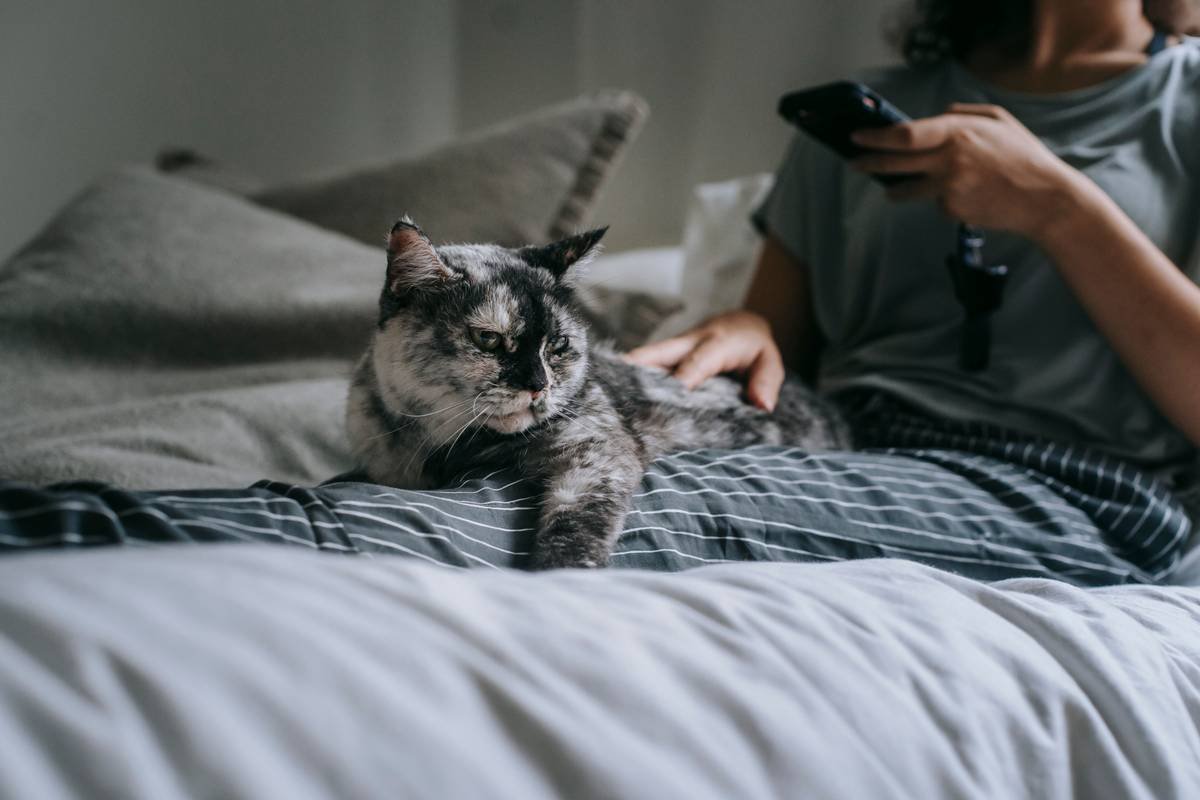 Temporary Housing Storm Are You Allowed? What Pet Owners Must Know About Insurance Coverage