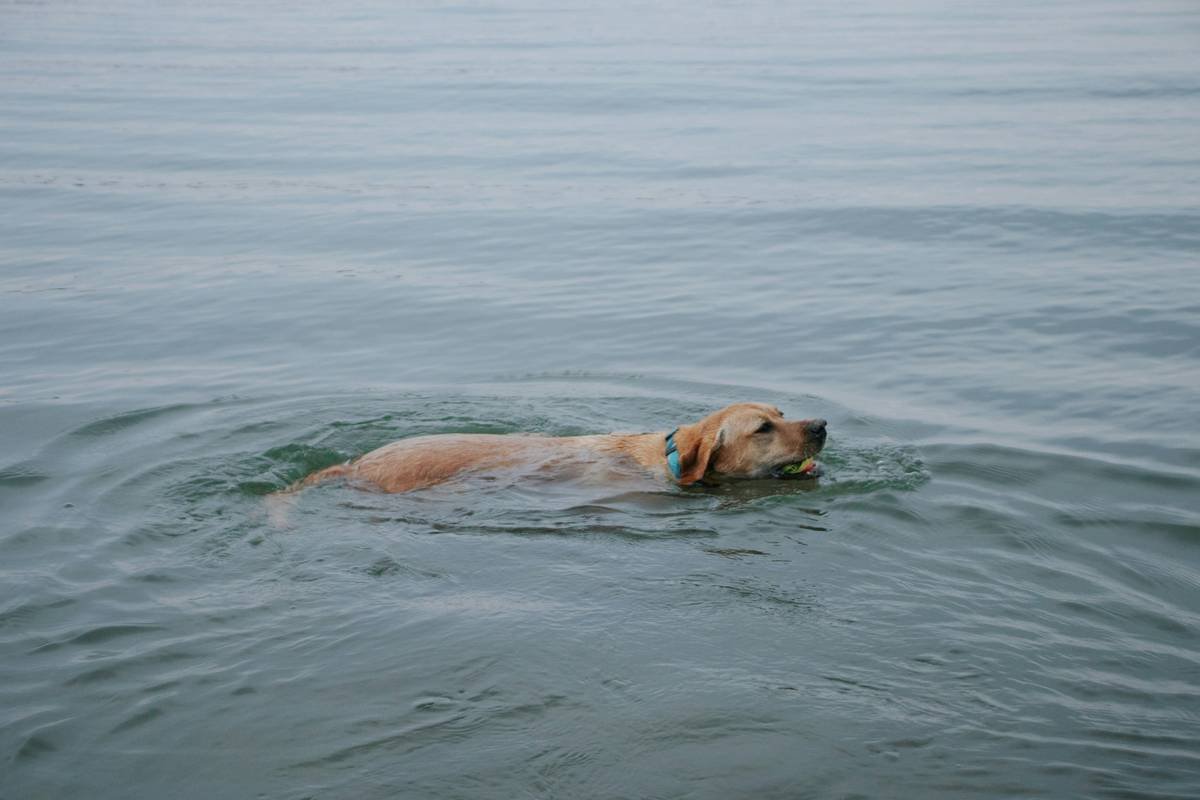What Is Pet Flood Damage Protection Insurance—and Do You Really Need It?