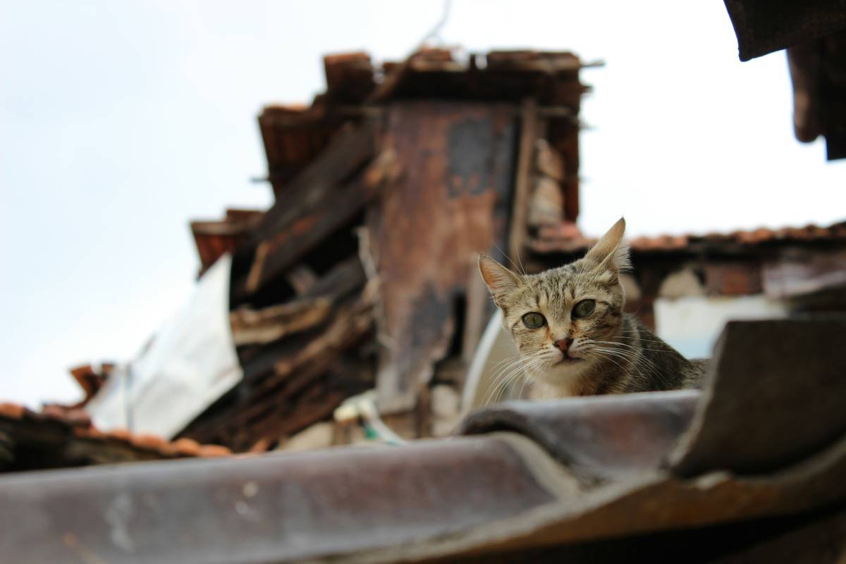Pet insurance documents next to flooded basement showing pet storm insurance damage claim scenario