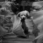 Pet Storm Insurance Water: 7 Proven Tips to Avoid Costly Mistakes