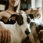 Rescue Cost Storm How Many Level: 7 Proven Ways to Avoid Painful Pet Emergencies