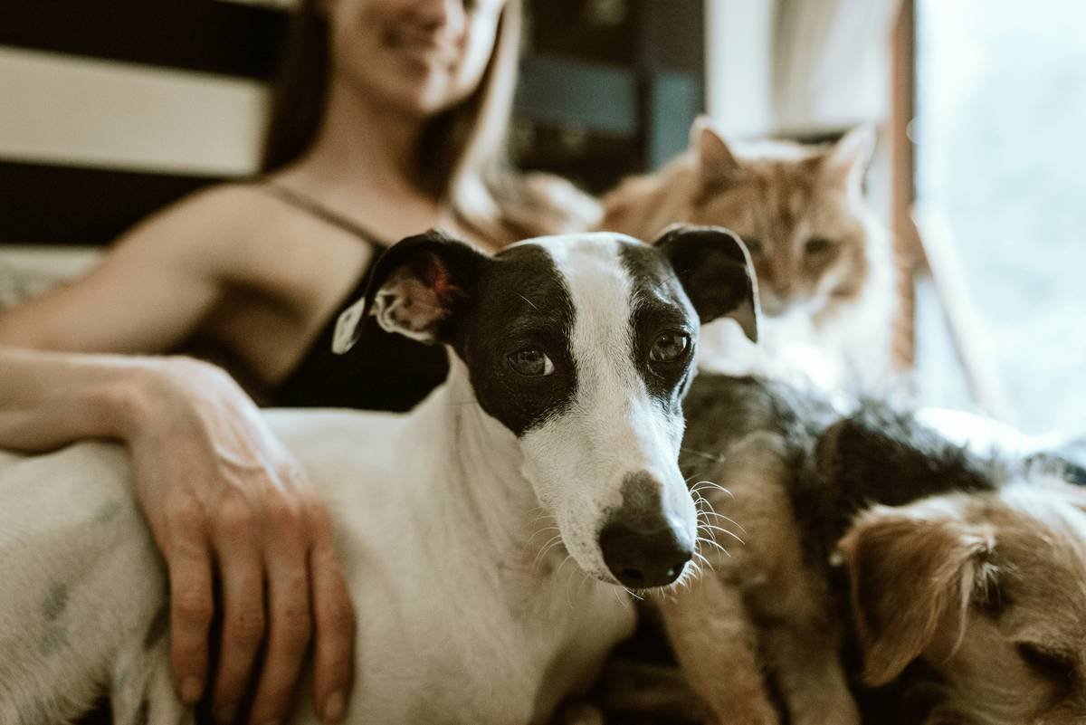 Rescue Cost Storm How Many Level: 7 Proven Ways to Avoid Painful Pet Emergencies