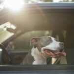 What Every Pet Owner Must Know About Pet Storm Insurance Damage