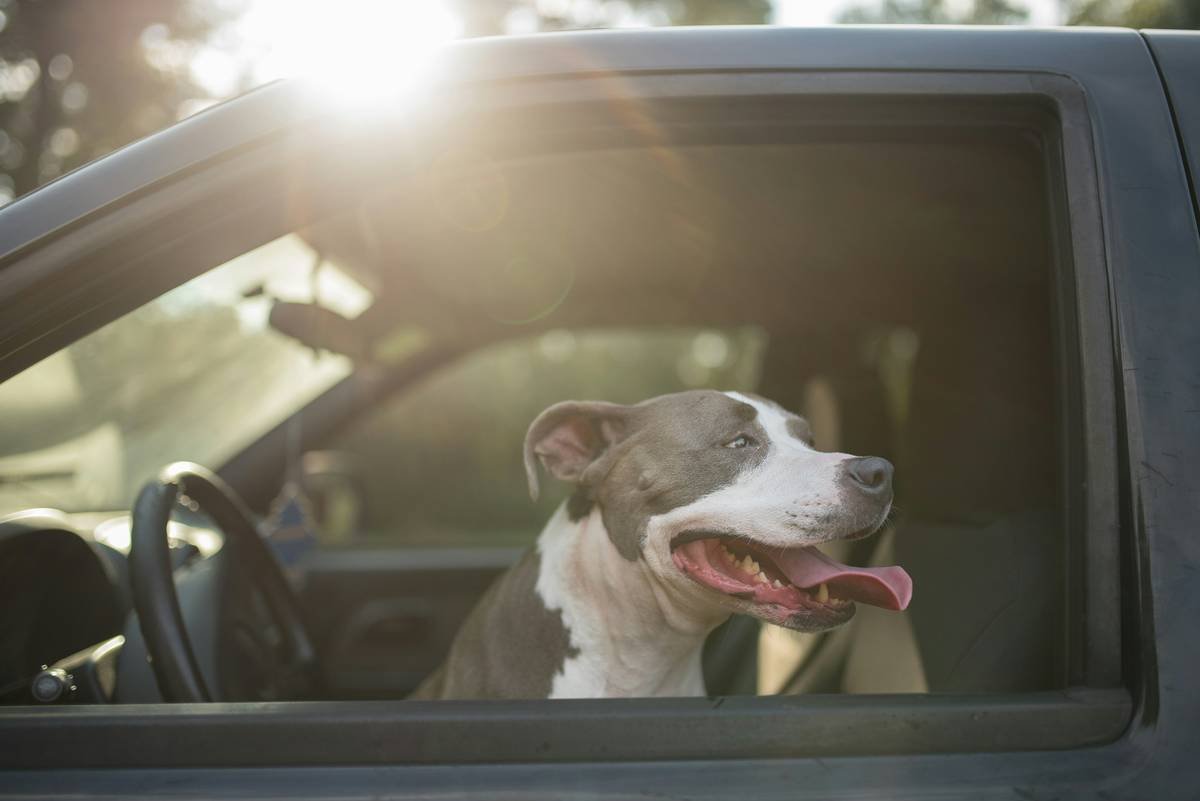 What Every Pet Owner Must Know About Pet Storm Insurance Damage