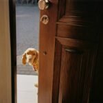 Why Your Pet Needs Storm Doors with Pet Entrance During Emergency Housing