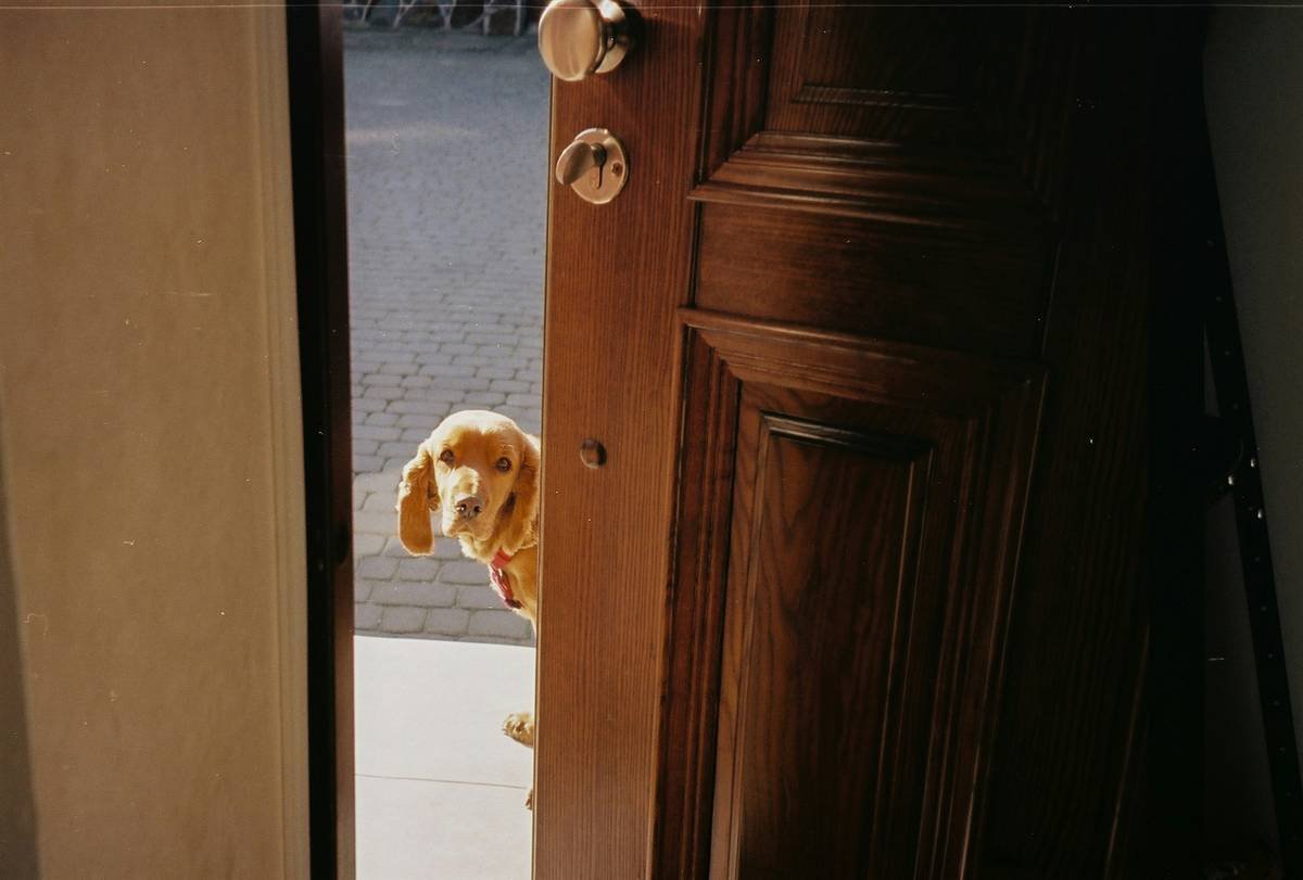 Why Your Pet Needs Storm Doors with Pet Entrance During Emergency Housing