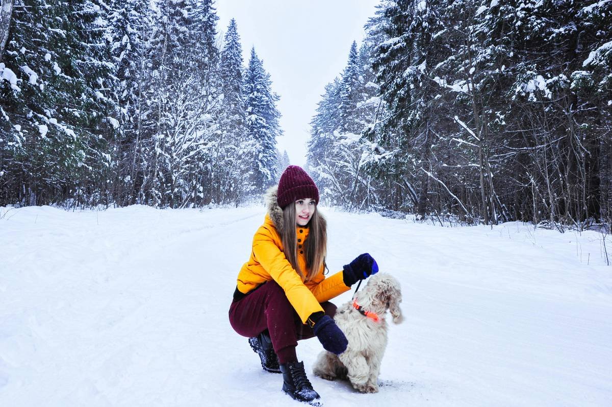 Golden retriever resting safely indoors with a pet sitter during heavy snowfall; pet sitting availability during winter storm ensured warmth and supervision