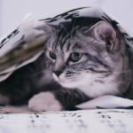 Pet Storm Insurance Emergency: 7 Proven Steps to Avoid Costly Mistakes