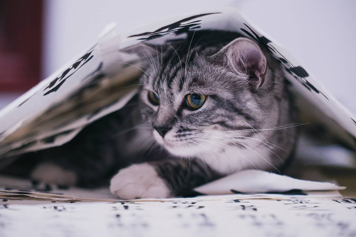 Pet Storm Insurance Emergency: 7 Proven Steps to Avoid Costly Mistakes