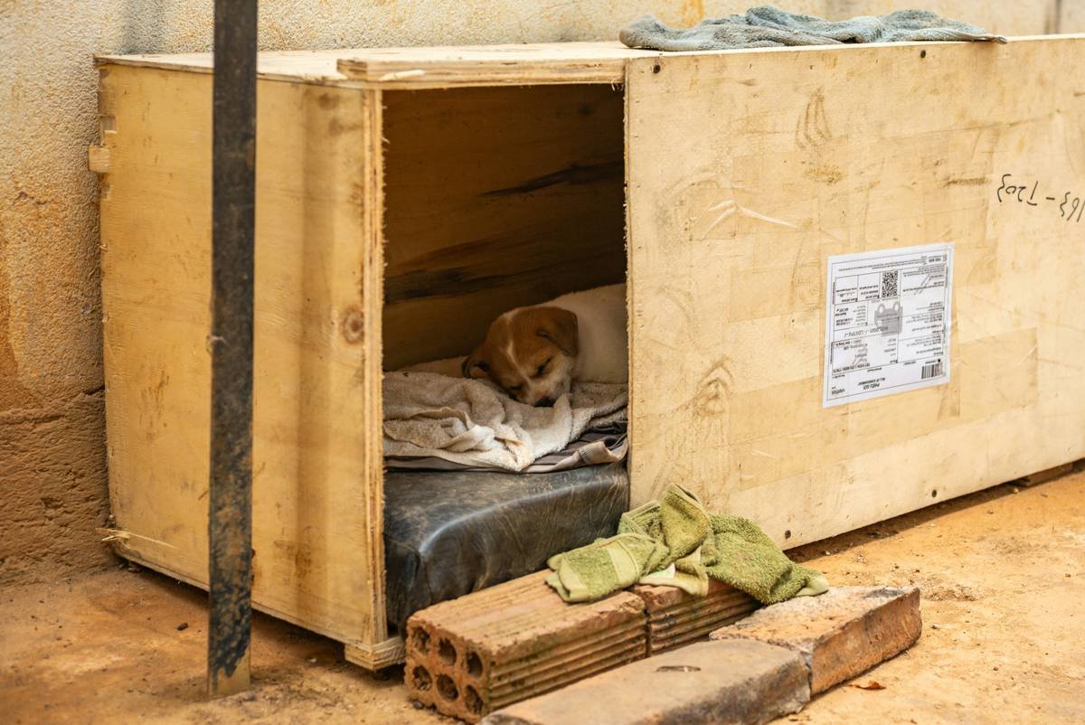 Dog in carrier inside a temporary pet-friendly hotel room with emergency supplies; temporary housing storm how to keep